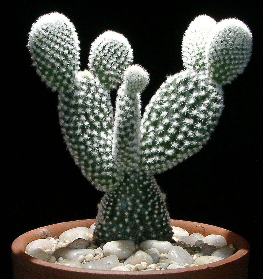 Кактус Opuntia Microdasys