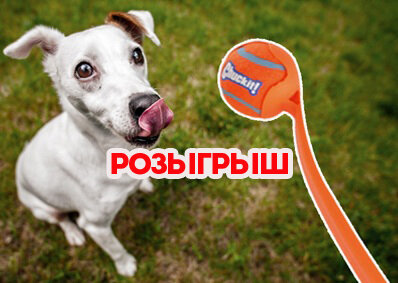 бросалка для собак