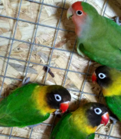 Фото взято с сайта Юла.