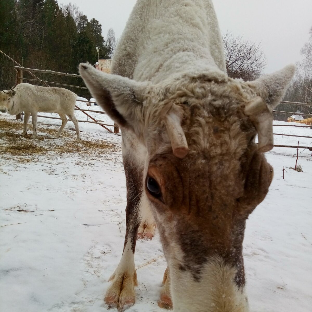 в середине марта у производителя рога (остатки спиленных рогов) все еще на месте. Питомник ездовых оленей "Северное сияние". 