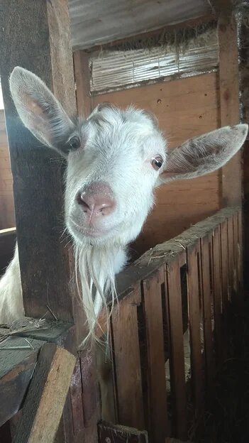 Коза Белка. Одна из четырех кормилиц )))