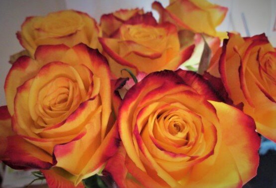 Вот такие прекрасные розочки мне подарили и очень хотелось, что бы они стояли как можно дольше.