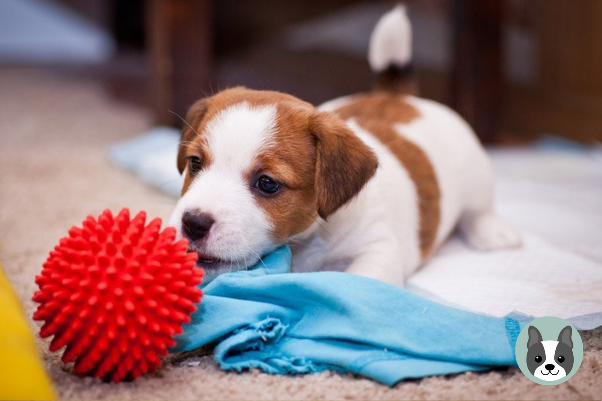 🐶Как научить щенка оставаться дома одному | Собачье дело | Дзен