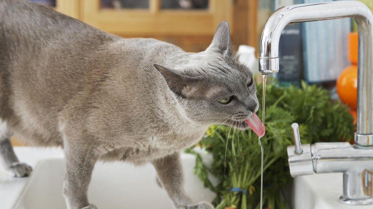 Можно ли давать коту воду из фильтра