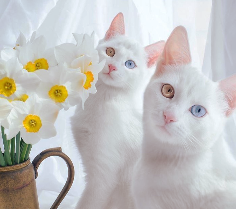 ангорская кошка короткошерстная. самые красивые кошки близняшки. порода кошек альбинос. белая кошечка с котятами. турецкая ангорская кошка короткошерстная.