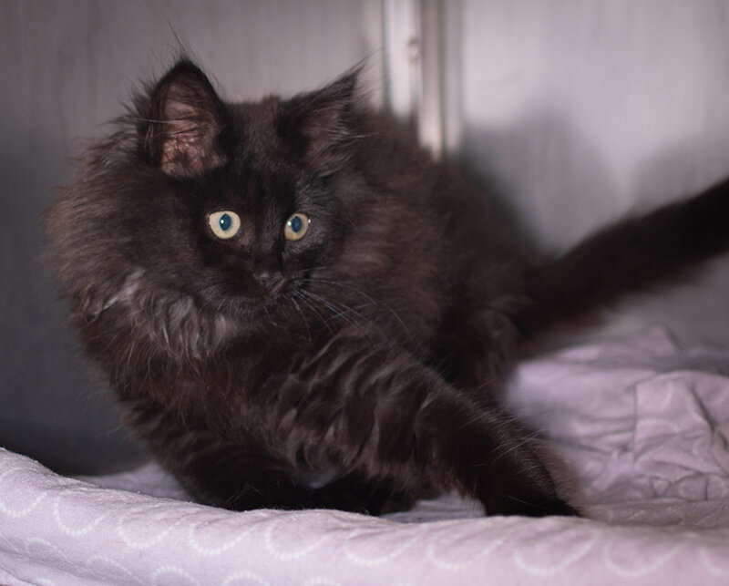  Котенка назвали Форестом 