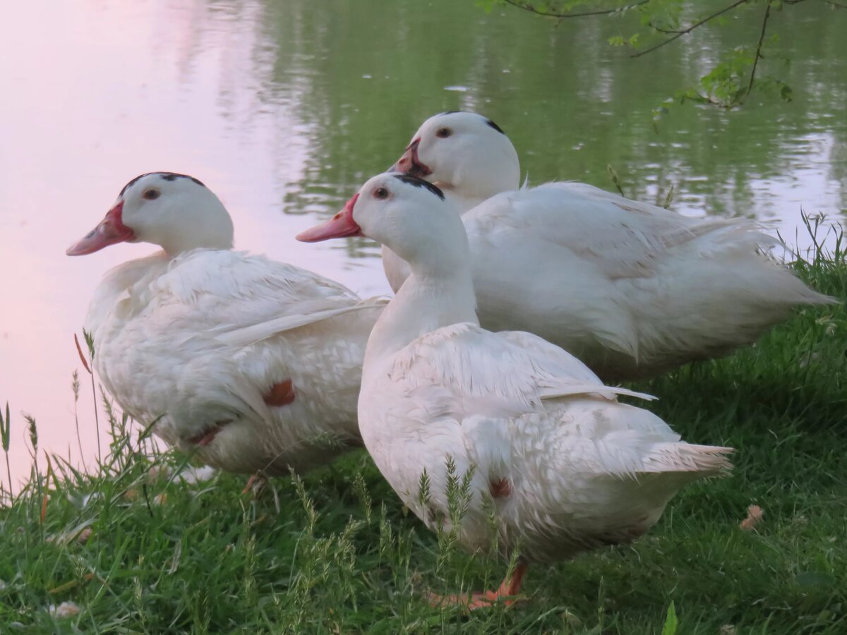 Взрослые утки