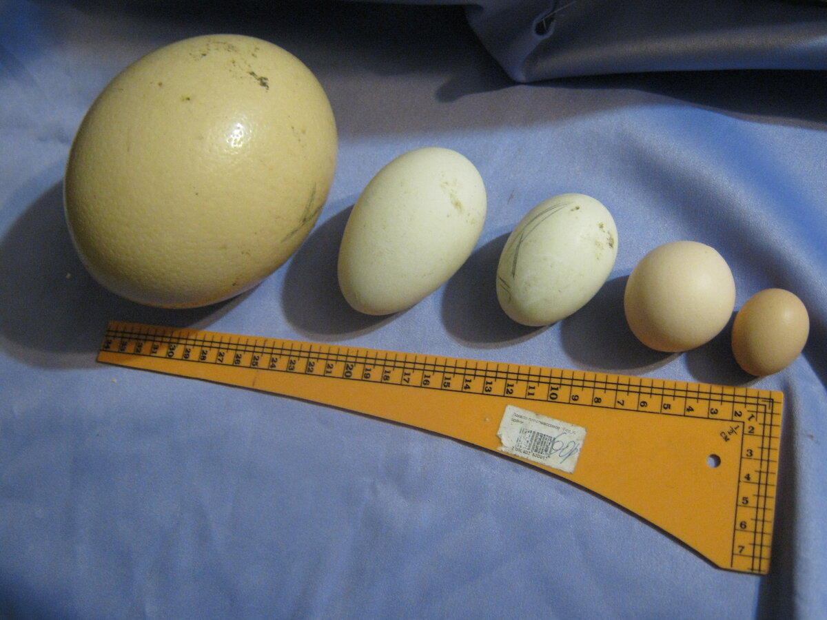Размер яиц кур. Яйцо. Страусиное яйцо и куриное. Страусиное яйцо. Страусиное яйцо размер.