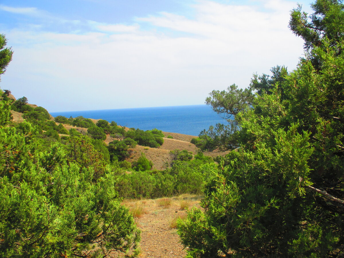 Можжевеловая роща. Идет от тропы Голицына до Нового Света.