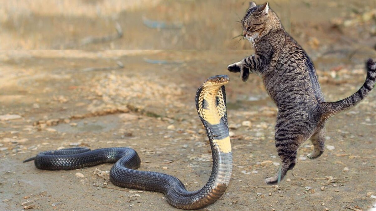 S9.Terrifying Encounter Cat's Harrowing Battle with a Venomous Snake