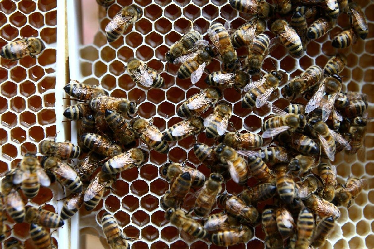 Американский гнилец пчел (American Foulbrood)