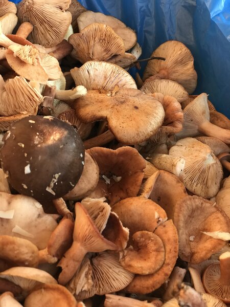 Грибы под контролем. "Кое-кто из моих знакомых продает килограмм белых по 700 рублей"