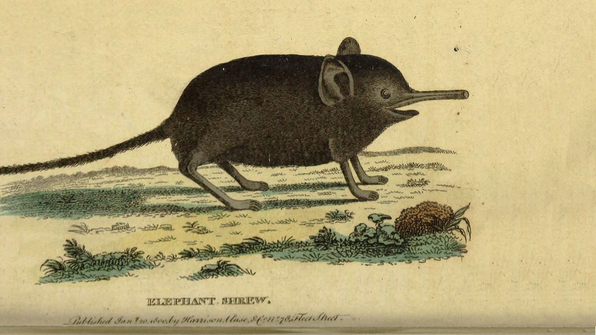 flickr / Biodiversity Heritage Library