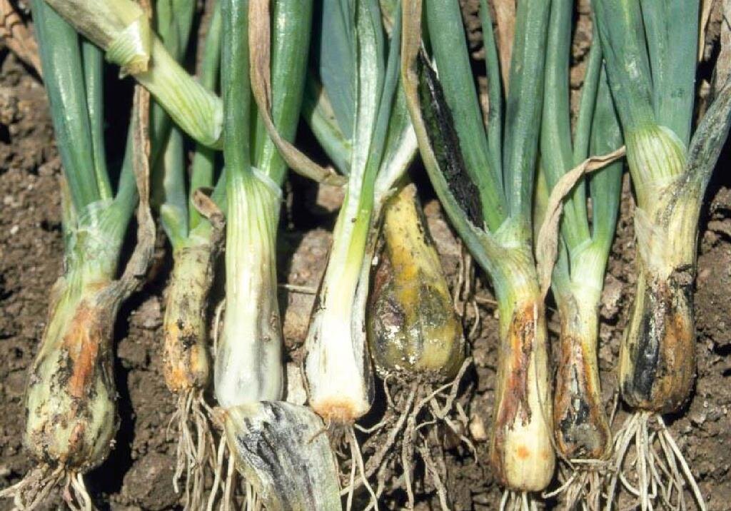 Лук репчатый на грядке. Почему гниет лук на грядке в земле. Лук гниет на грядке. Лук гниет на грядке. Почему гниет лук на грядке в земле.