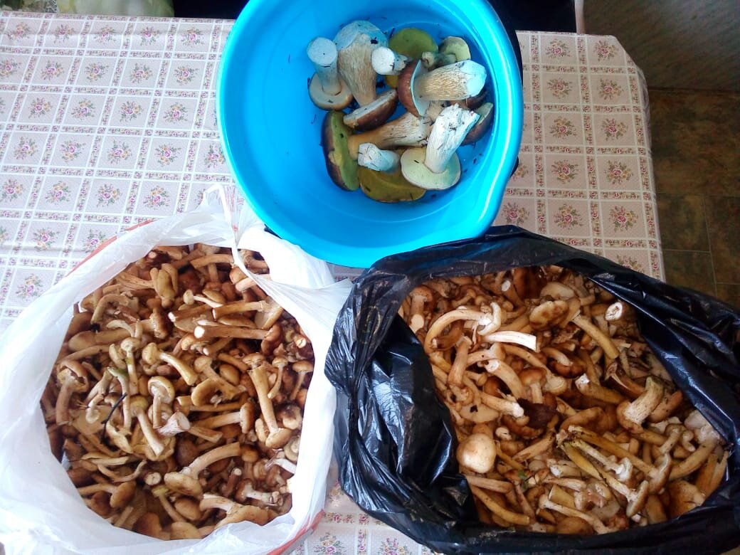 Урожай за сегодня