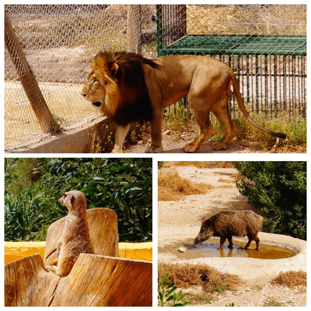 А вот и герои Короля Льва, в Тунисе.