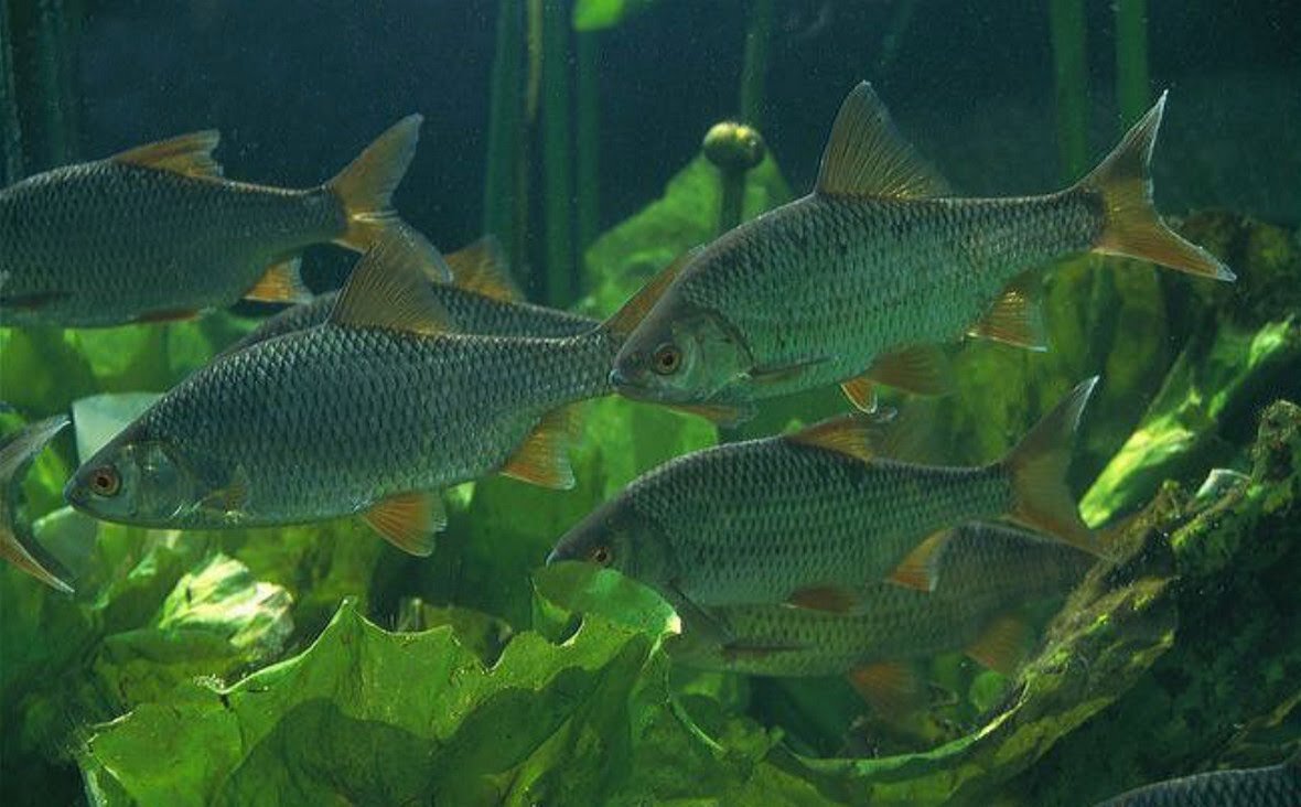 Нерест плотвы. Стая плотвы. Золотая плотва. Живец сорожка (плотва). Нерест плотвы.