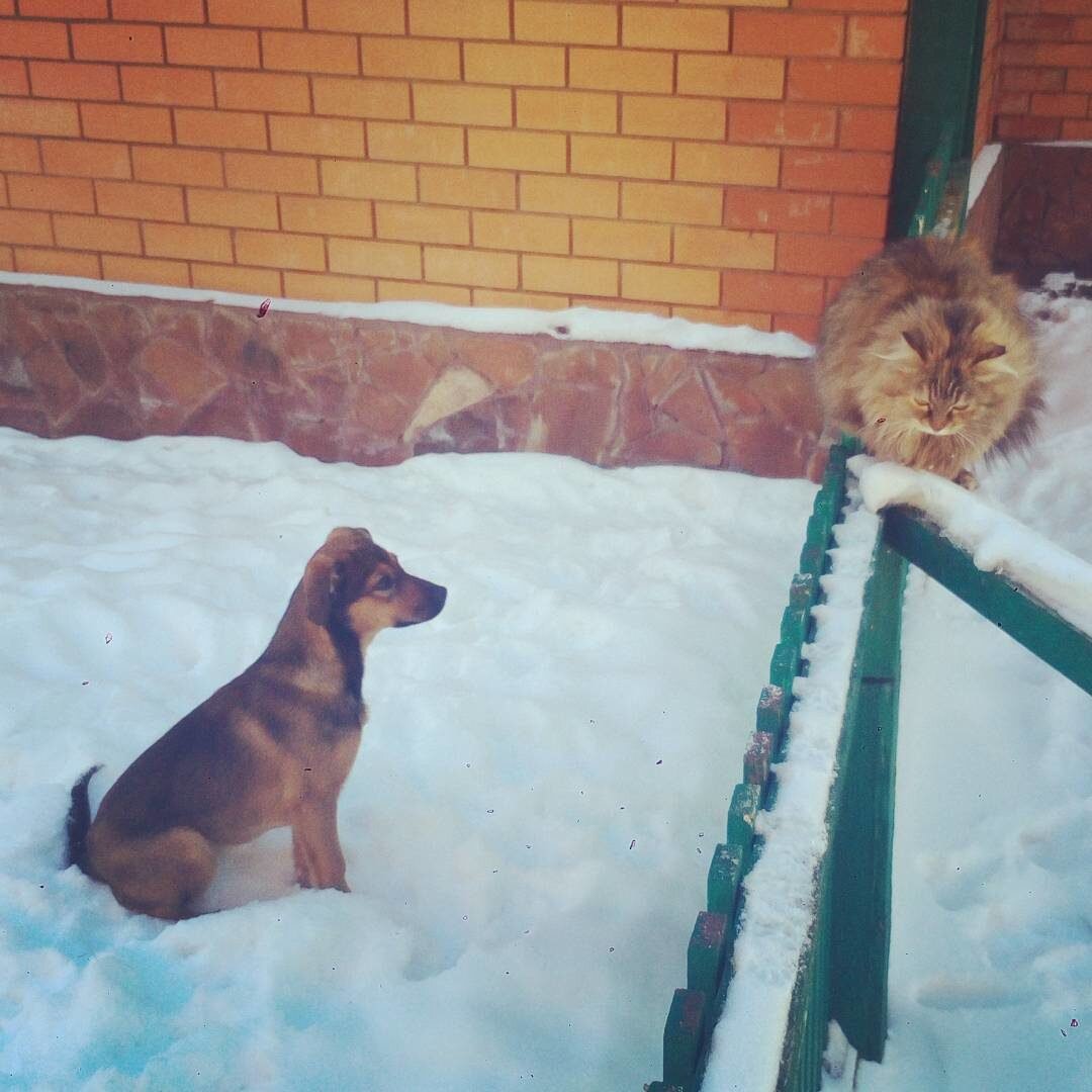 Диктатор справа