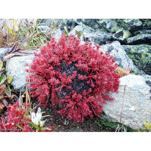 Красная щетка (Rhodiola quadrifida)