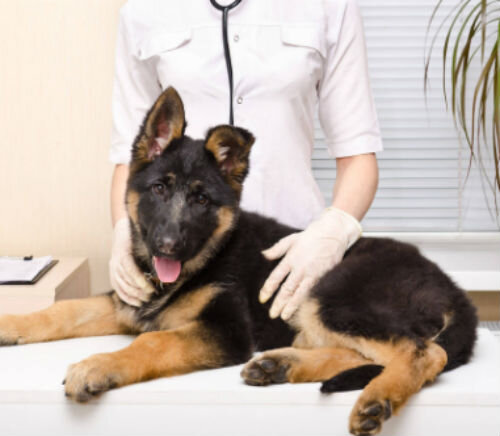Что делать, если у собаки слабые задние лапы - NOLTREX™ в ветеринарии.