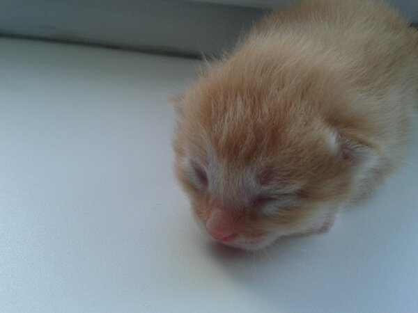 Вот такой он был  малюсенький, на хомяка больше похож, как говорил муж