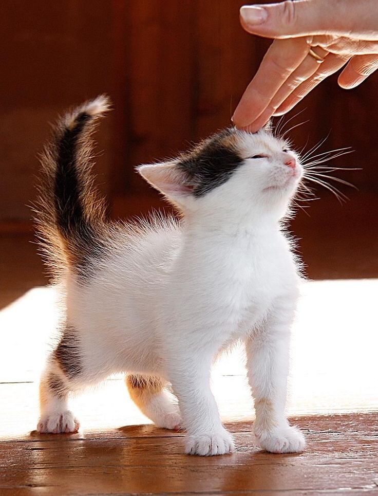 Кошка с мал лапами. Котенок на руках. Котенка гладят. Гладить кошку. Котенок ластится.