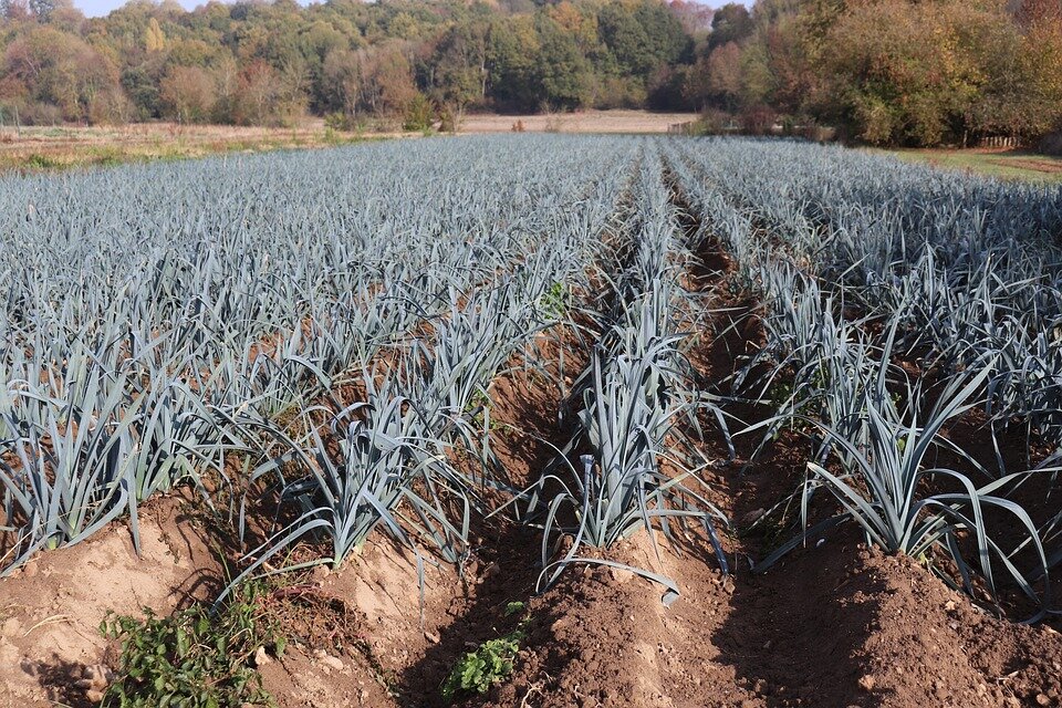 https://pixabay.com/photos/leeks-fields-gardening-agriculture-3844627/