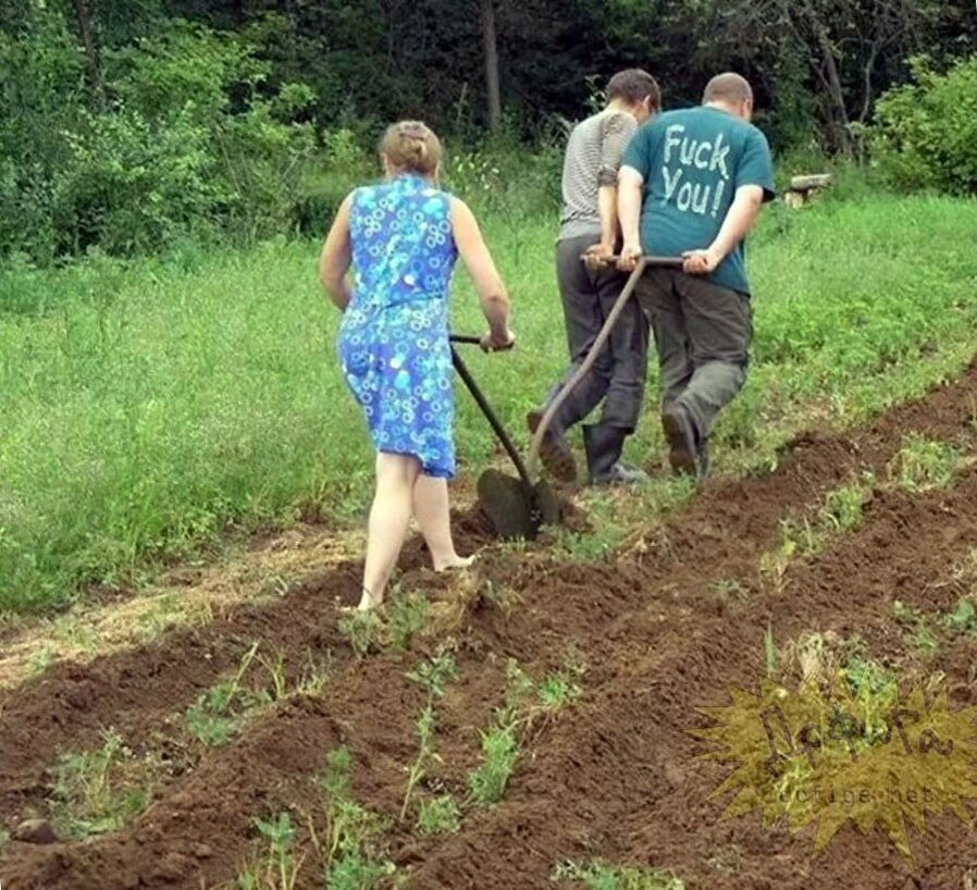 Прикольно про дачников. Пахать огород. Пахать на даче. Приколы про огород. Пахать грядки.