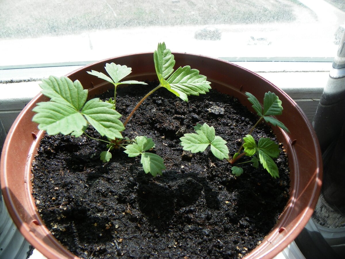 Клубнику я выращивал из семян.