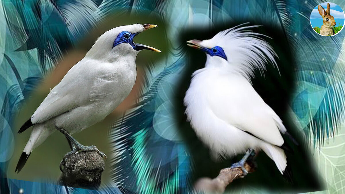 Балийский скворец