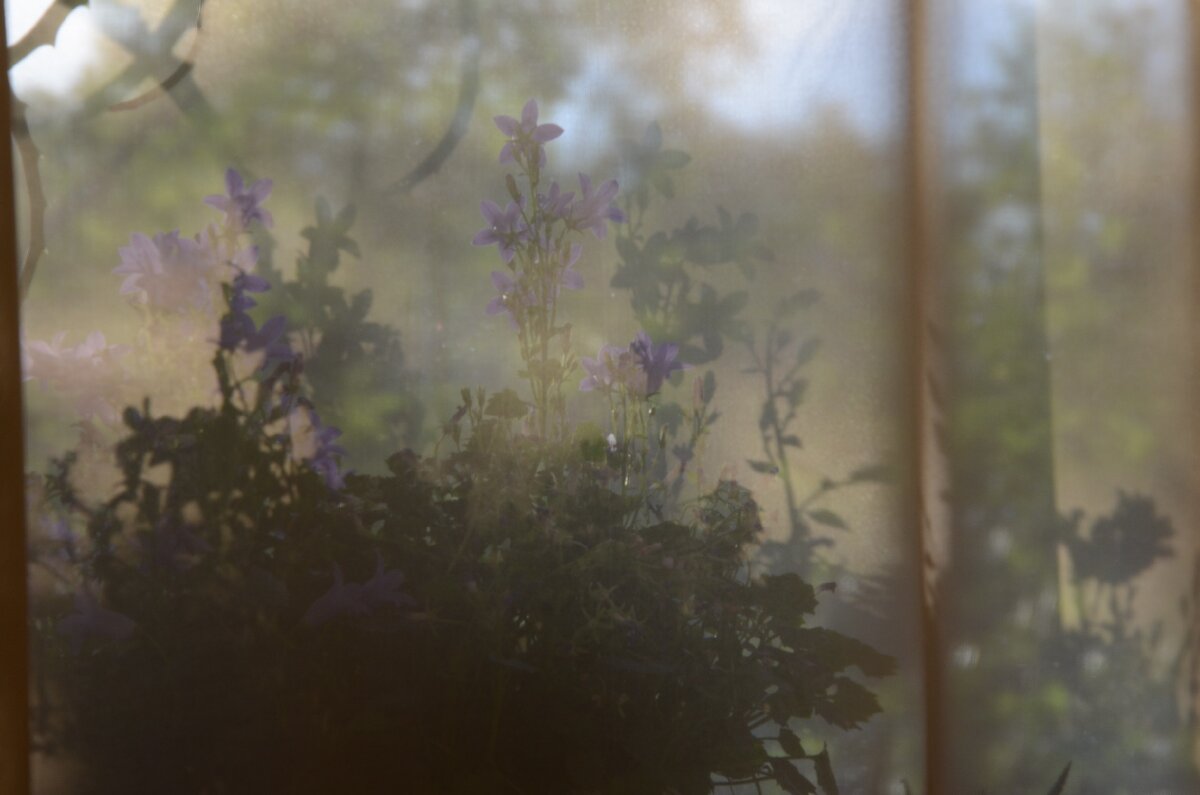 Цветочки  прячутся за занавеской. Фото из личного архива автора