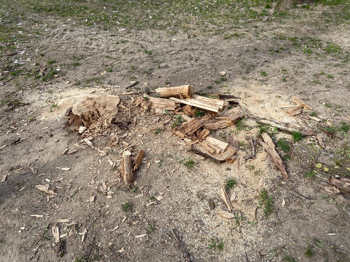 Вчера дерево упало, а сегодня его уже распилили. Быстро же в Беларуси наводят порядок!
