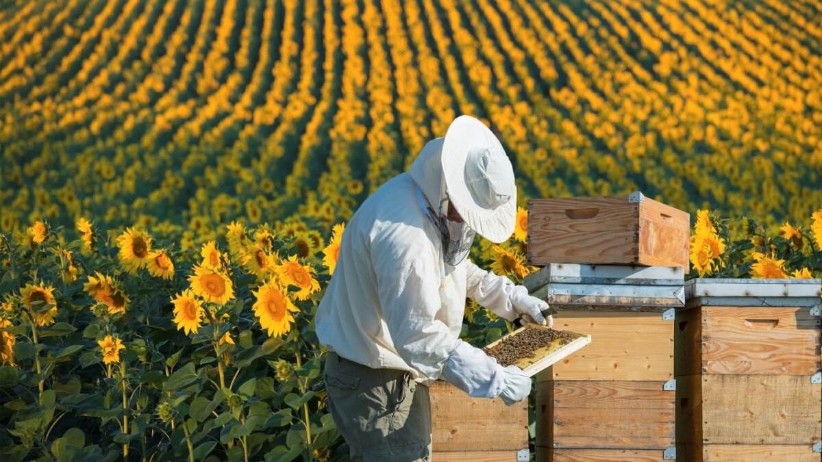 Фото: eco.paraweb.media
Фотография носит иллюстративный характер
