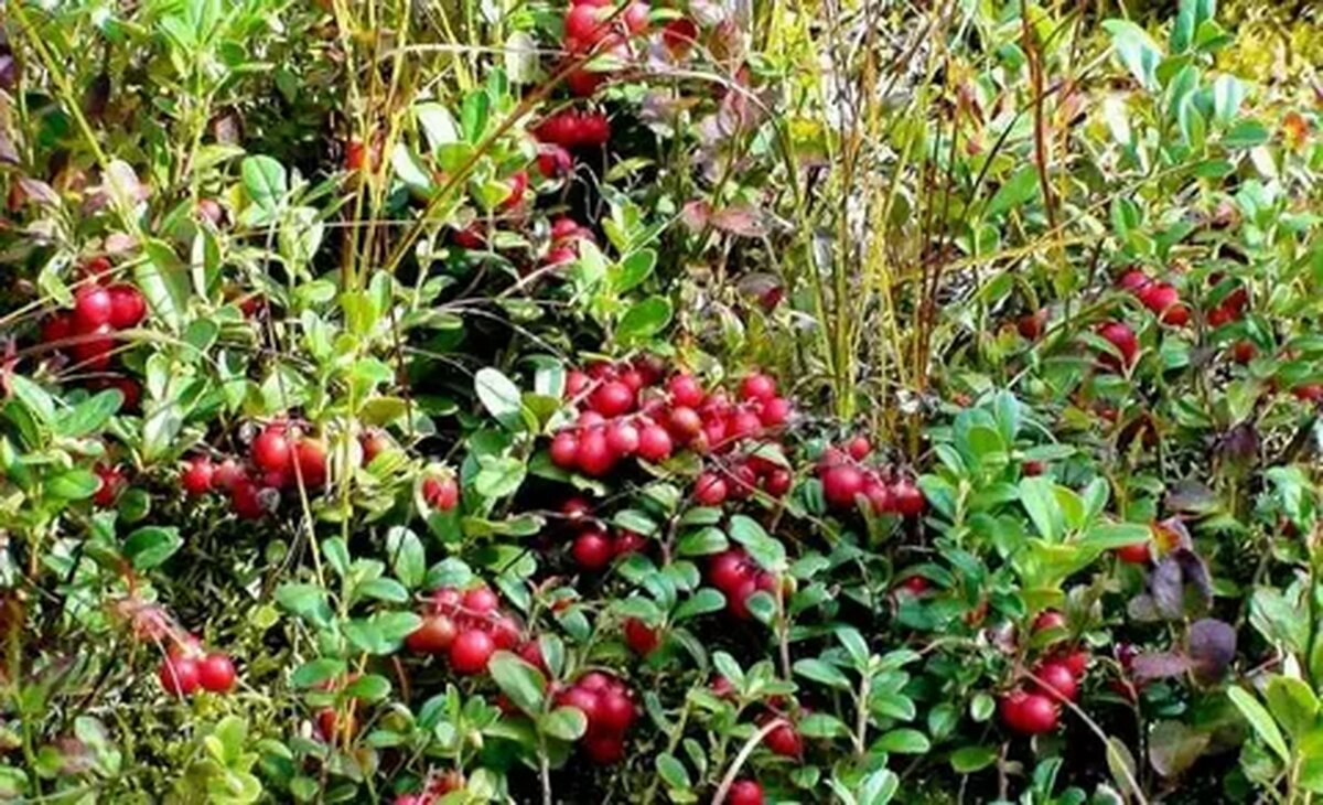 Можно поебаться под брусничным кустом. Клюквенная плеть. Клюква садовая крупноплодная. Можно поебаться под брусничным кустом. Плеть клюквы.