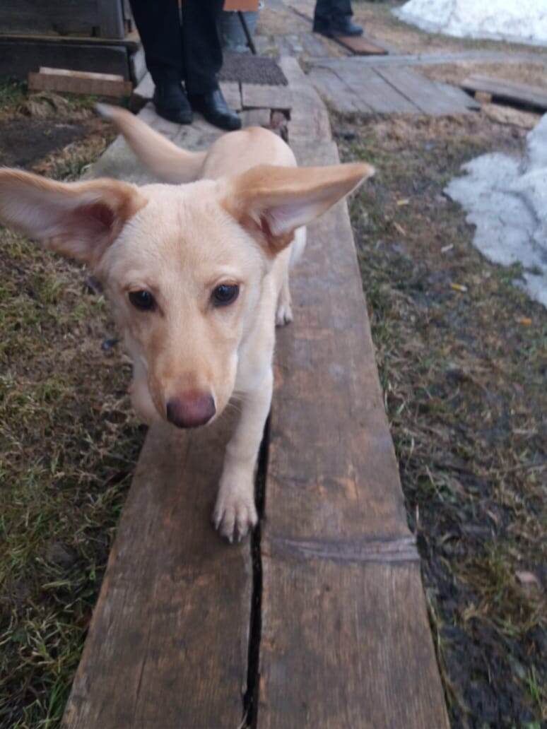 Смешная, доверчивая