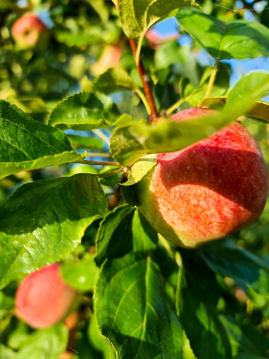 Мой урожай 2021