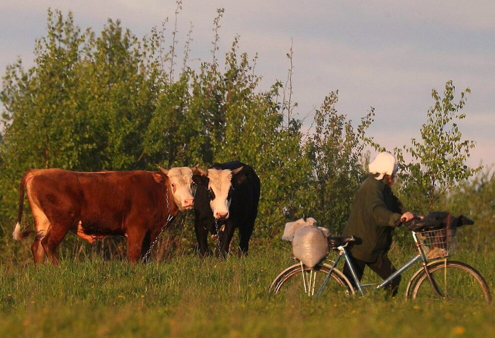 "... Бычок только отгулял, должен был быть уже спокойным. Но почтальонка на велосипеде ему чем то помешала, за что была протаранена и поднята на рога..."