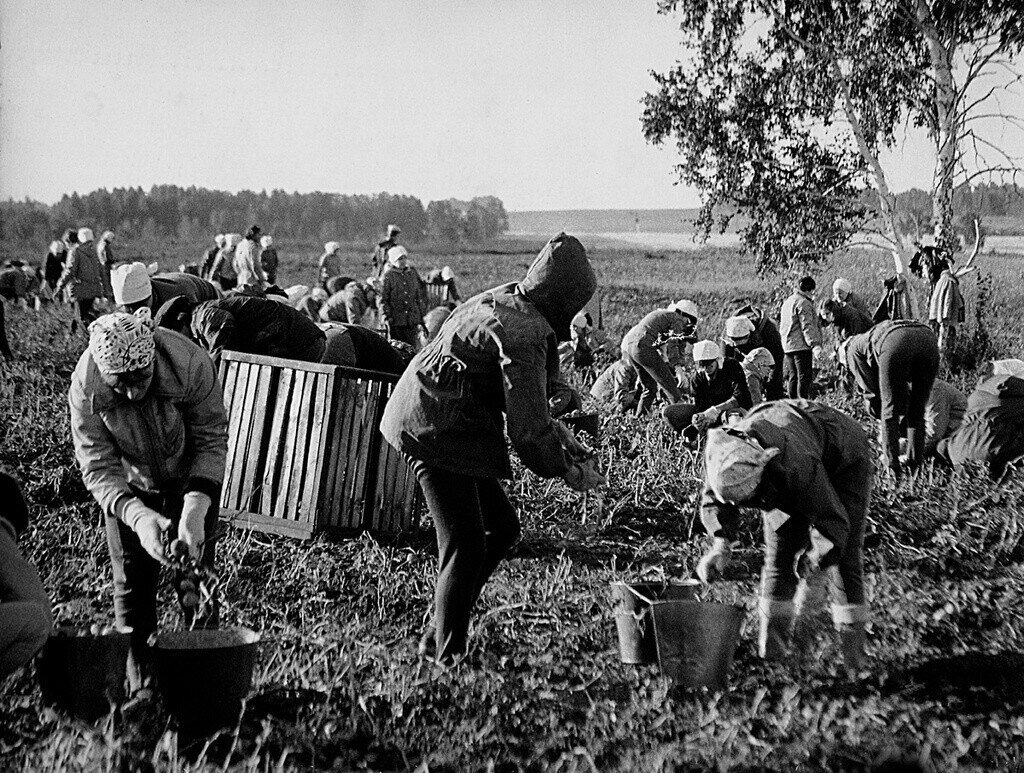 Советская традиция посылать студентов «на картошку» забыта. А вот воспоминания об этих поездках живы.                  -11