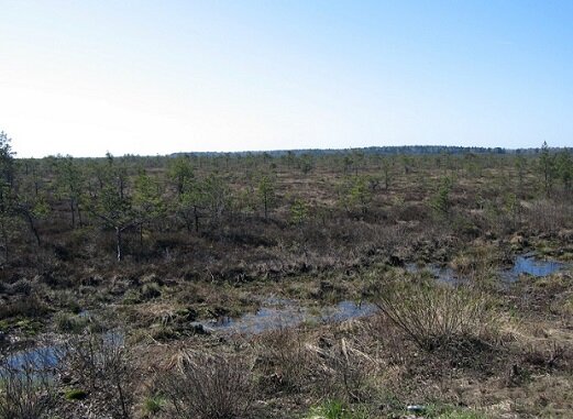 Да, "Собаку Баскервилей" снимали вообще-то в Эстонии.