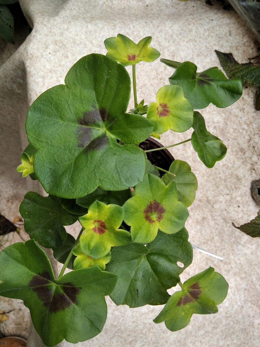 28 сентября 2021. Кустик в масштабе - на следующих фотках в этой галерее. 