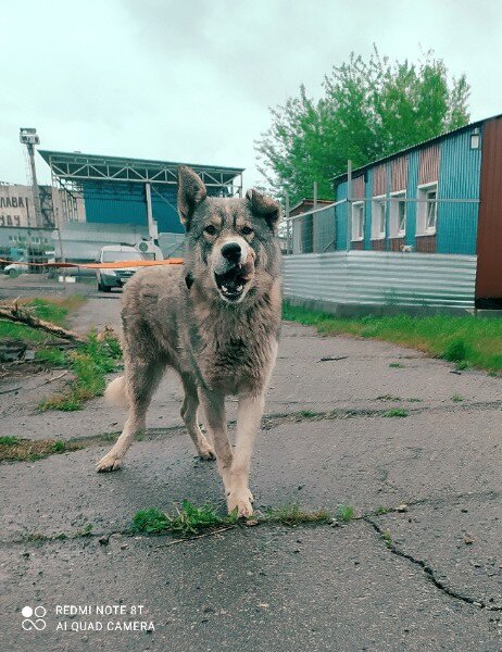 Лапа кривовата