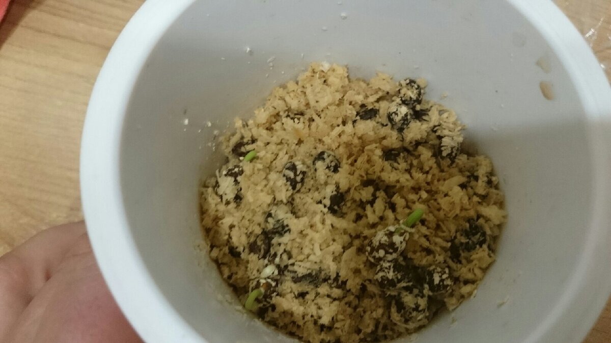 Семечки кедра пошли в рост