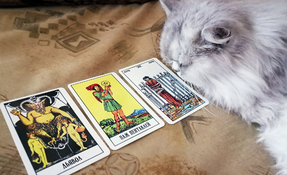 Стар кэт таро. Карта дьявол Кэт Таро. Таро кошек в коробке. Soul Cats Tarot.