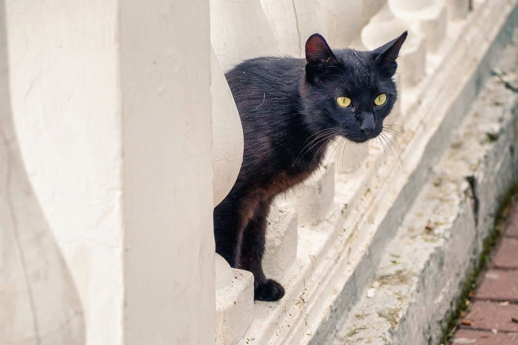 Кошка ушла из дома умирать. Семь причин почему кошки уходят из дома. Алиса, Найди мне дурных кошек..