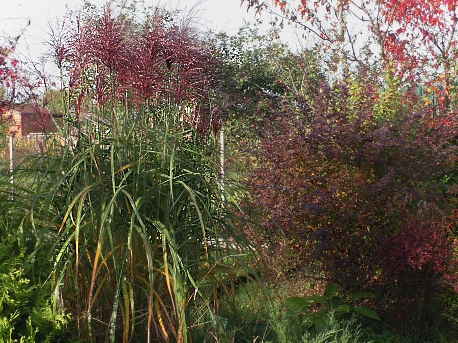 Начало сентября