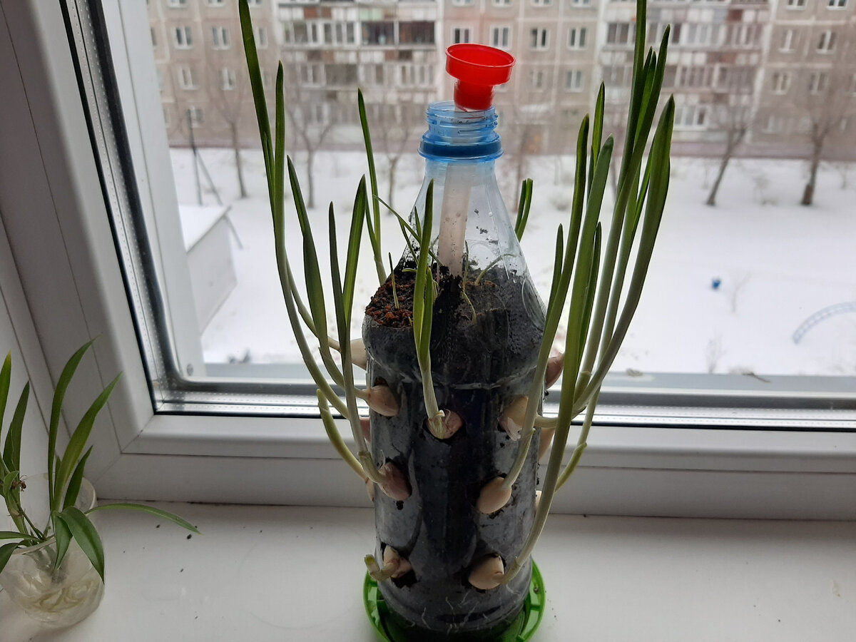 Выращиваем зеленый лук в пластиковых бутылях | пластиковыеокнавтольятти.рф