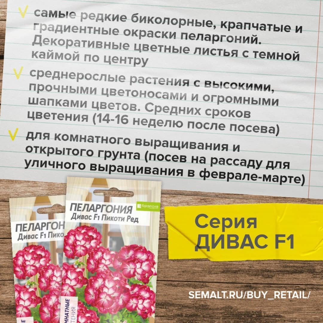 ТОП-4 гибрида ПЕЛАРГОНИИ ДЛЯ КВАРТИРЫ И УЛИЧНОГО ВЫРАЩИВАНИЯ | Семена ...