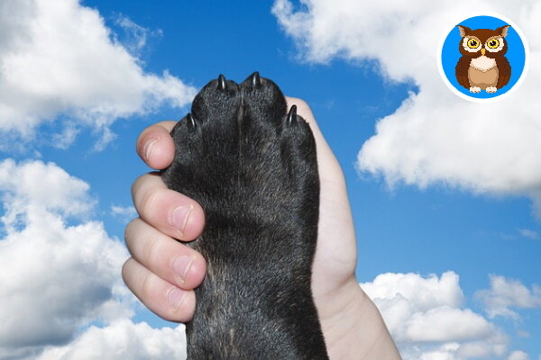 Коллаж автора из фото Pixabay