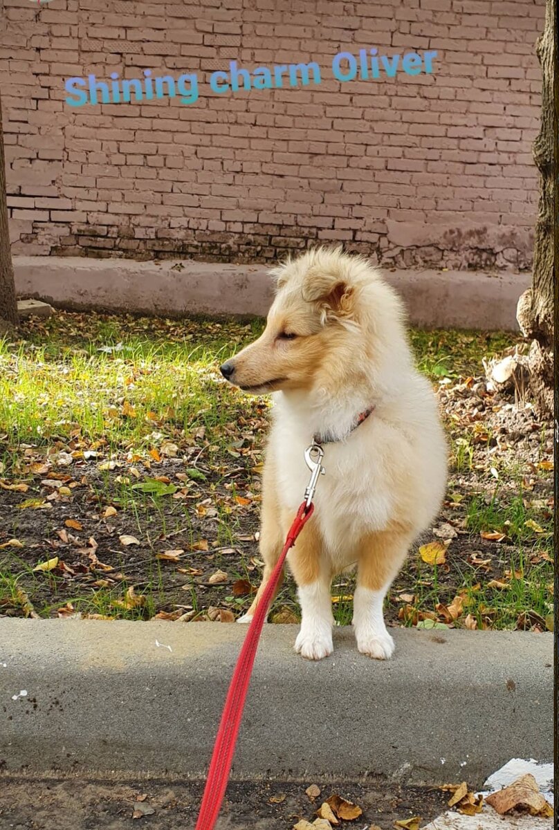 Второй день как у нас живет это рыжее чудо...