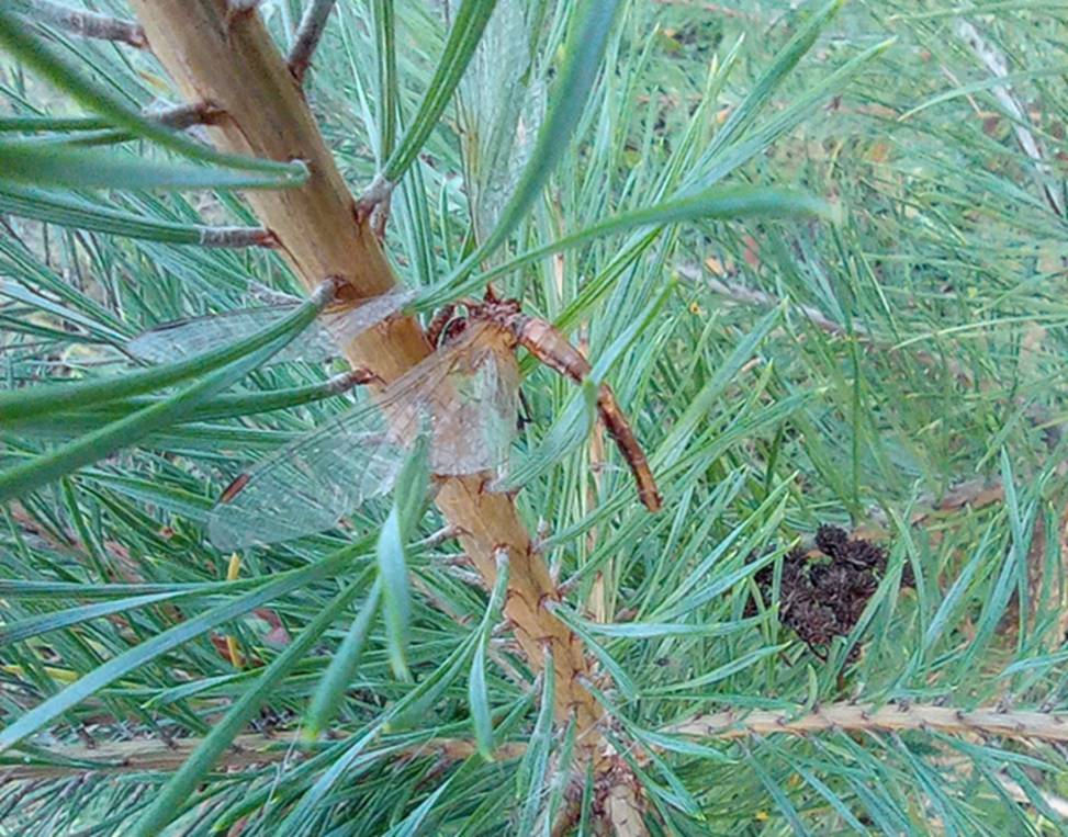 Фото 1. Жизненный цикл стрекозы короток